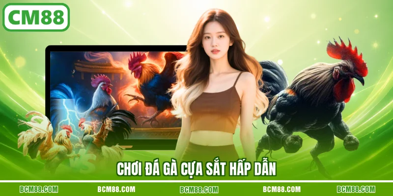 Chơi đá gà cựa sắt hấp dẫn