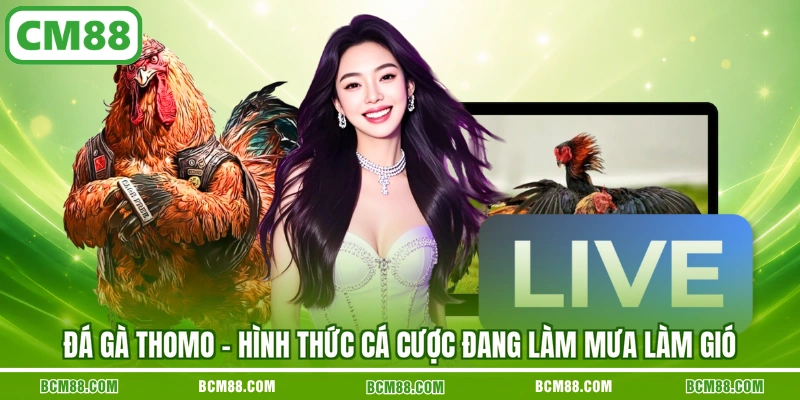 Đá gà Thomo - Hình thức cá cược đang làm mưa làm gió Đá gà Thomo - Hình thức cá cược đang làm mưa làm gió