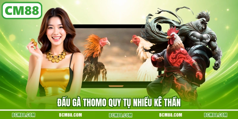 Đấu gà Thomo quy tụ nhiều kê thần Đấu gà Thomo quy tụ nhiều kê thần