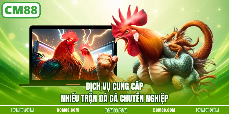 Dịch vụ cung cấp nhiều trận đá gà chuyên nghiệp Dịch vụ cung cấp nhiều trận đá gà chuyên nghiệp